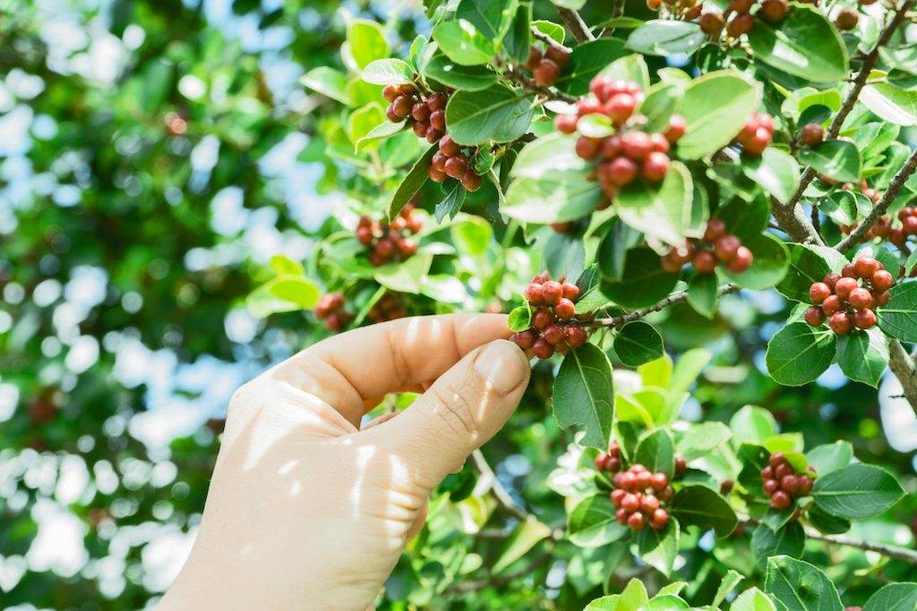 Ethical Sourced Beans